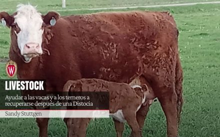 Brown cow on grass with calf nursing; overlay text reads “Livestock: Ayudar a las vacas y a los terneros a recuperarse después de una Distocia. Sandy Stuttgen.”