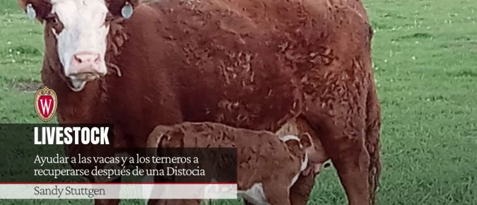 Ayudar las vacas y a los terneros a recuperarse después de una Distocia