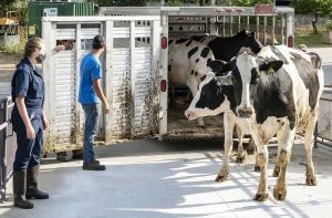 The image shows a livestock trailer with several cows inside. A group of people, presumably handlers or workers, are standing nearby observing the cows as they exit the trailer. The surroundings include a building, trees, and other infrastructure.