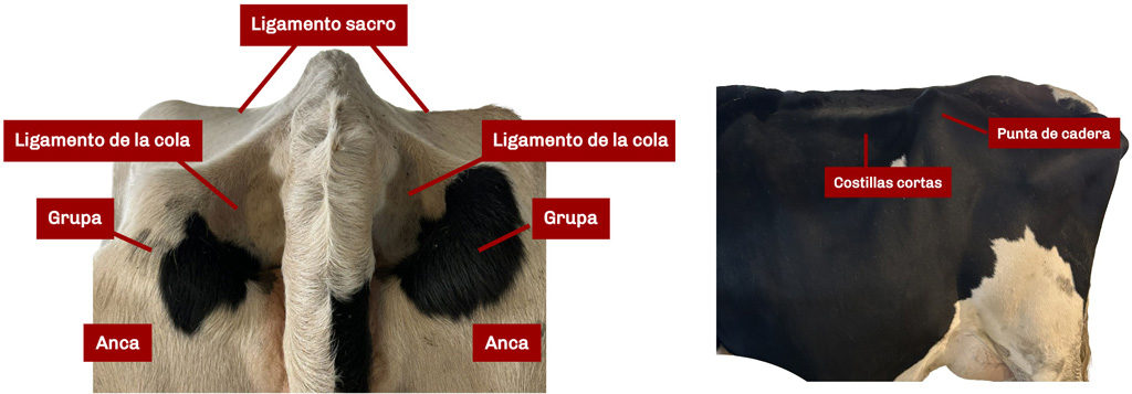 Anatomical diagrams showing rear view and side view of dairy cow pelvis with labeled bone structures and ligaments in Spanish.