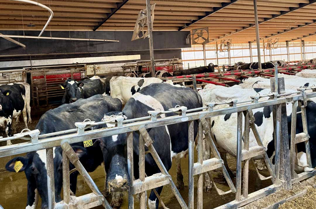 Cows in a dairy barn.