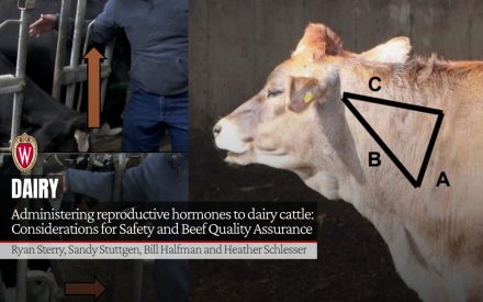 Dairy cow with injection site diagram showing triangle labeled A, B, C. University of Wisconsin logo. "Administering reproductive hormones to dairy cattle: Considerations for Safety and Beef Quality Assurance" by Ryan Sterry, Sandy Stuttgen, Bill Halfman and Heather Schlesser.
