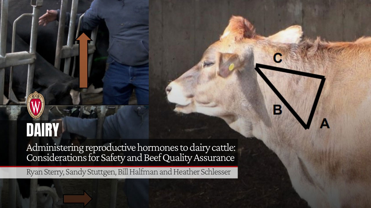 Dairy cow with injection site diagram showing triangle labeled A, B, C. University of Wisconsin logo. "Administering reproductive hormones to dairy cattle: Considerations for Safety and Beef Quality Assurance" by Ryan Sterry, Sandy Stuttgen, Bill Halfman and Heather Schlesser.