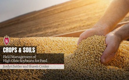Hands holding soybeans over bin. University of Wisconsin logo. "Field Management of High Oleic Soybeans for Feed" by Jordyn Sattler and Shawn Conley.