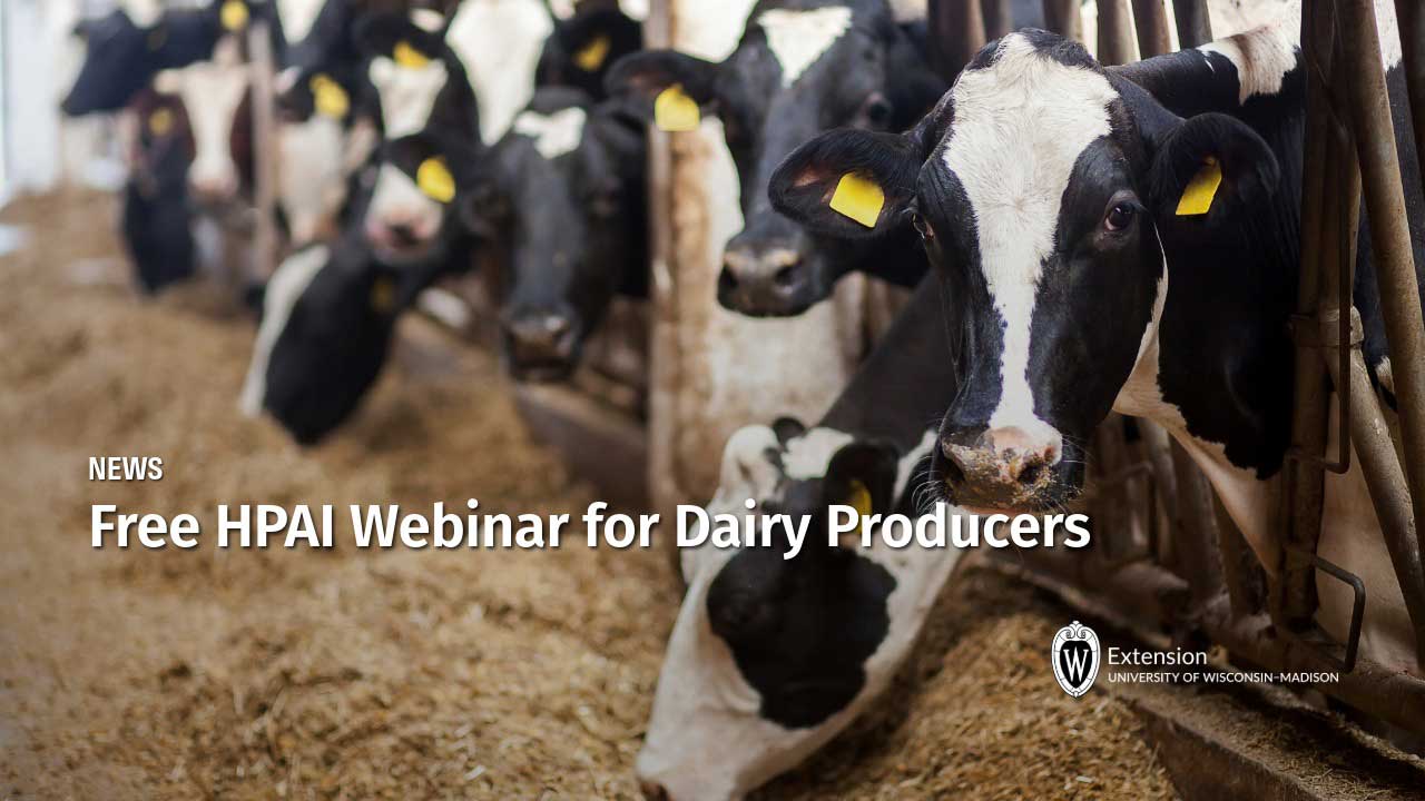 Holstein dairy cows at feeding stalls. News article "Free HPAI Webinar for Dairy Producers." UW-Madison Extension logo.