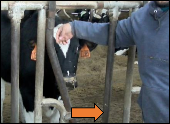 Farmer showing the CORRECT way to perform a headlock on a cow in order to safely give it an injection.