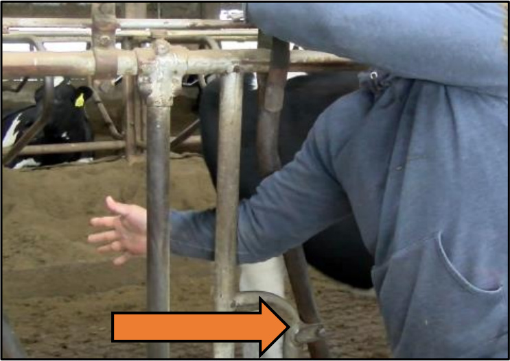 Farmer showing the INCORRECT way to perform a headlock on a cow in order to safely give it an injection.