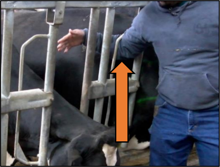 Farmer showing the CORRECT way to perform a headlock on a cow in order to safely give it an injection.