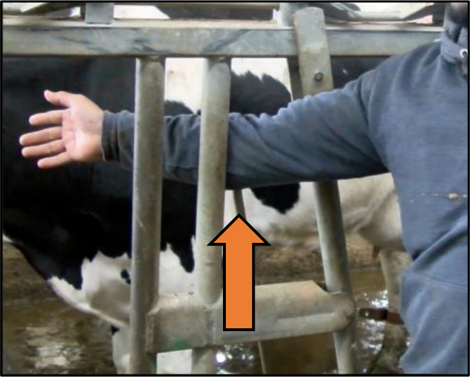 Farmer showing the INCORRECT way to perform a headlock on a cow in order to safely give it an injection.