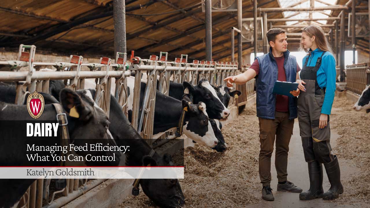 Two people discussing dairy operations in barn with Holstein cows. University of Wisconsin logo. "Managing Feed Efficiency: What You Can Control" by Katelyn Goldsmith.