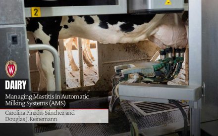 Holstein cow in automatic milking system. University of Wisconsin logo. "Managing Mastitis in Automatic Milking Systems (AMS)" by Carolina Pinzón-Sánchez and Douglas J. Reinemann.