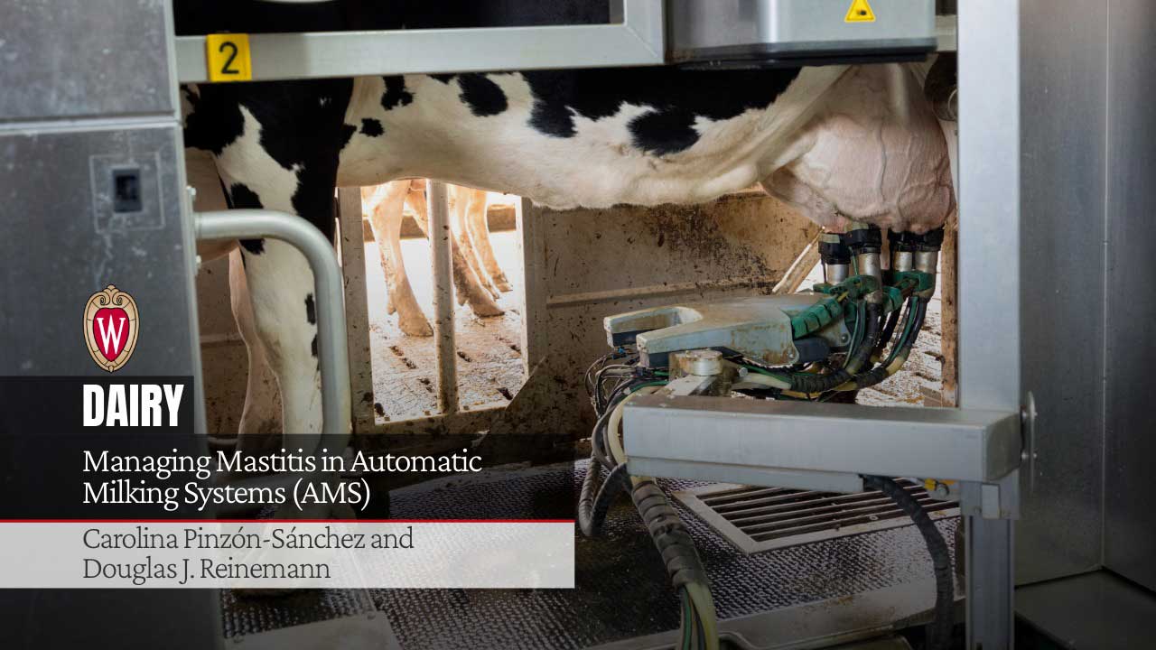 Holstein cow in automatic milking system. University of Wisconsin logo. "Managing Mastitis in Automatic Milking Systems (AMS)" by Carolina Pinzón-Sánchez and Douglas J. Reinemann.