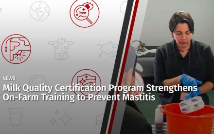 Milk Quality Certification Program Strengthens On-Farm Training to Prevent Mastitis