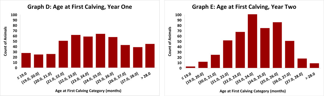 Graphs D and E displaying the difference of how many cows fall into each Age at First Calving category for two separate years.