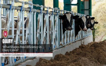 Dairy cows at feeding stalls. University of Wisconsin logo. Article title "What Shapes Feed Efficiency in Dairy Cows?" by Katelyn Goldsmith.