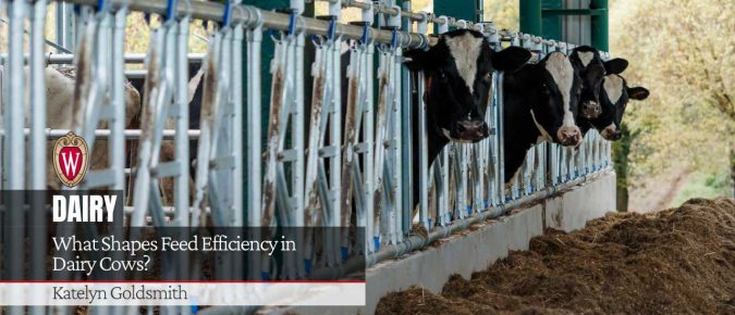 What Shapes Feed Efficiency in Dairy Cows?