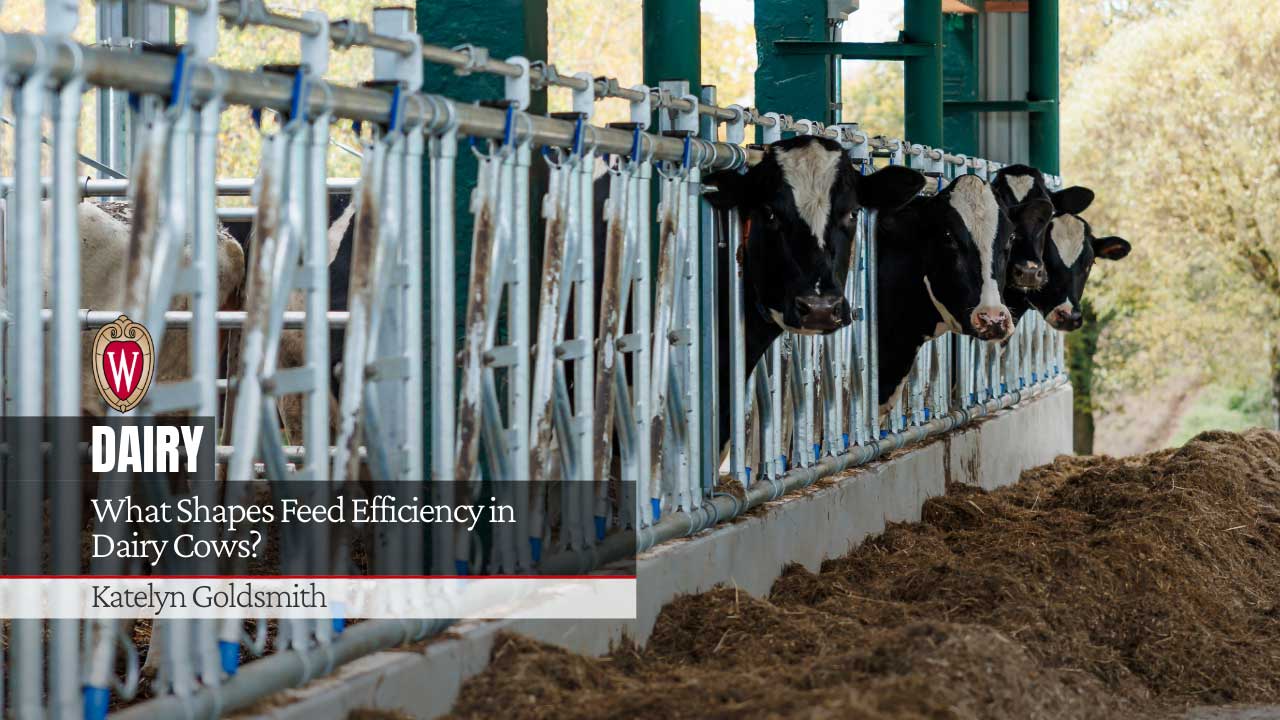 Dairy cows at feeding stalls. University of Wisconsin logo. Article title "What Shapes Feed Efficiency in Dairy Cows?" by Katelyn Goldsmith.