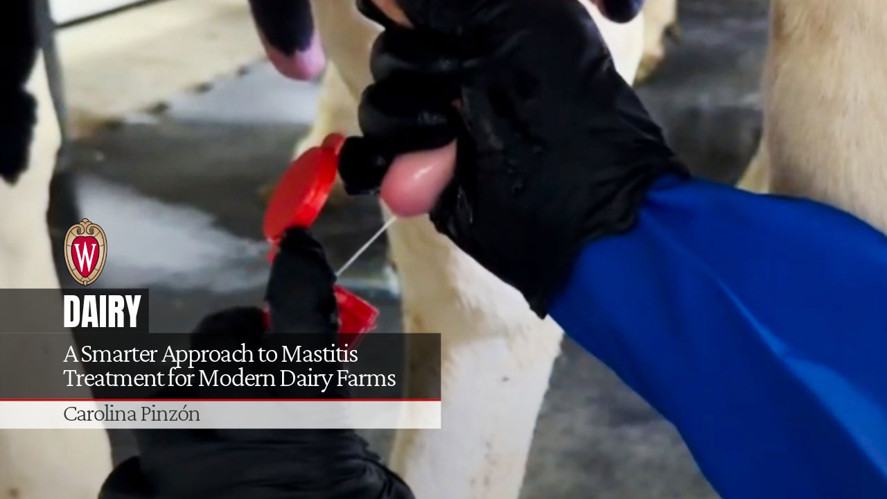 Person treating dairy cow's udder. Text: "A Smarter Approach to Mastitis Treatment for Modern Dairy Farms" by Carolina Pinzón.