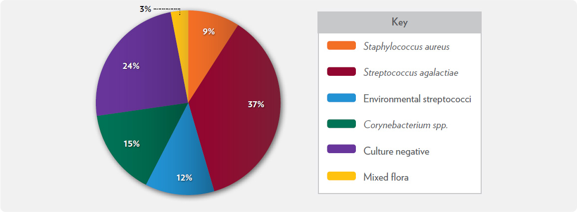 Pie chart showing mastitis pathogen distribution: Streptococcus agalactiae 37%, Culture negative 24%, Corynebacterium spp. 15%, Environmental streptococci 12%, Staphylococcus aureus 9%, Mixed flora 3%.