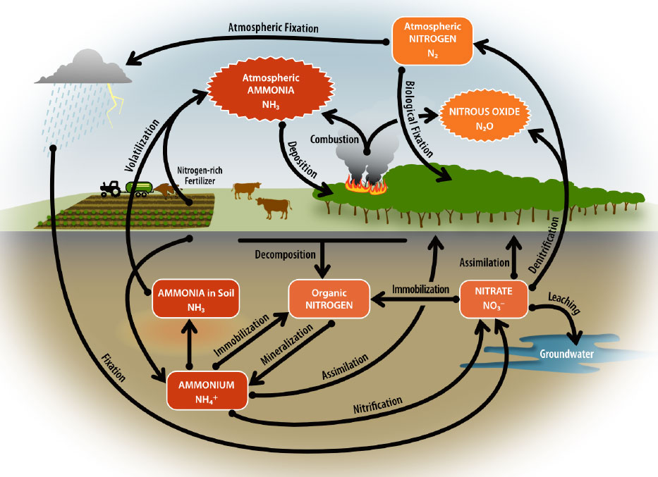 Diagram of the nitrogen cycle showing atmospheric, surface, and soil processes including fixation, volatilization, nitrification, and denitrification.