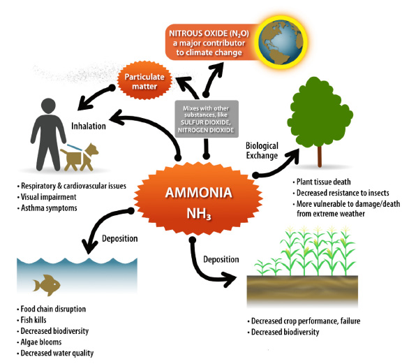 Diagram showing five pathways of ammonia (NH₃) impacts: inhalation, particulate matter, nitrous oxide, biological exchange, and deposition to water and crops.