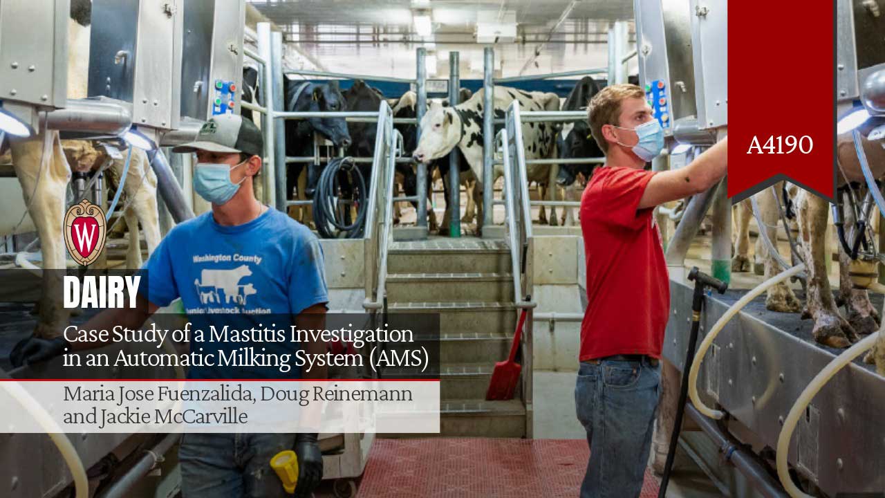 Two masked workers operate an automatic milking system with dairy cows. "Case Study of a Mastitis Investigation in an Automatic Milking System (AMS)." Authors: Maria Jose Fuenzalida, Doug Reinemann, and Jackie McCarville.