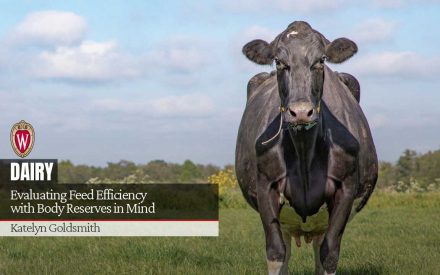 "Evaluating Feed Efficiency with Body Reserves in Mind" by Katelyn Goldsmith, University of Wisconsin Dairy article header.