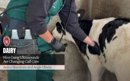 UW-Madison logo. Person performing lung ultrasound on calf. "How Lung Ultrasounds Are Changing Calf Care" by Aerica Bjurstrom and Angie Ulness.