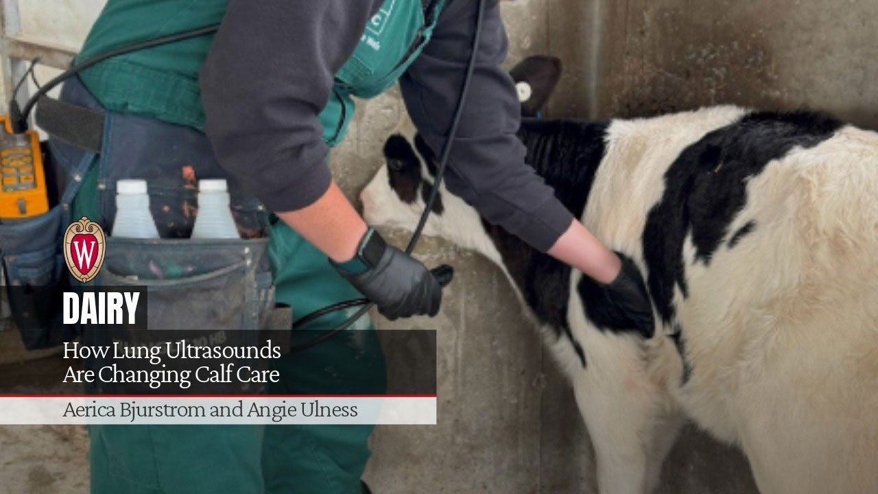 How Lung Ultrasounds Are Changing Calf Care