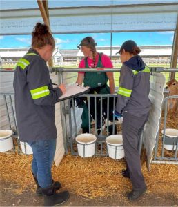 Three people conducting calf health training in barn, with two wearing reflective vests taking notes while instructor demonstrates.