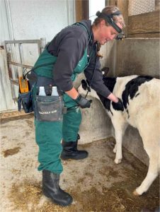 Person wearing headlamp and green overalls performing lung ultrasound examination on black and white calf in barn.
