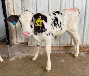 Black and white dairy calf with yellow ear tag number 6296 standing in barn.