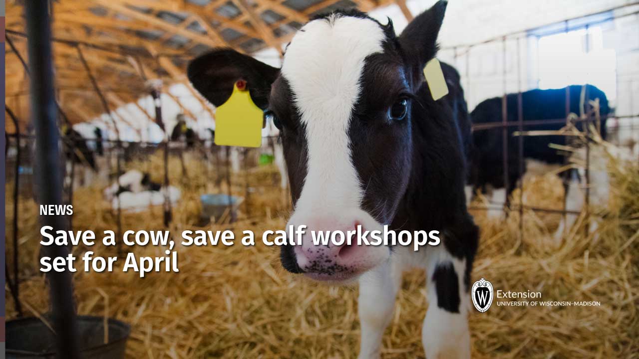 News article titled "Save a cow, save a calf workshops set for April," UW–Madison Extension. A dairy calf is shown standing a bed of hay.