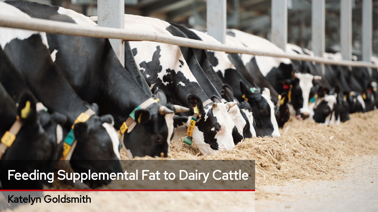 Image of holstein dairy cows at a feeder in a barn eating. Text overlaying saying "Feeding Supplemental Fat to Dairy Cattle Katelyn Goldsmith" 