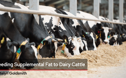 Feeding Supplemental Fat to Dairy Cattle 