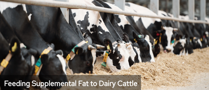 Feeding Supplemental Fat to Dairy Cattle 