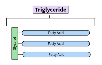 Chart titled triglyceride with three blue ovals underneath that say Fatty Acid connected to one green box that says Glycerol