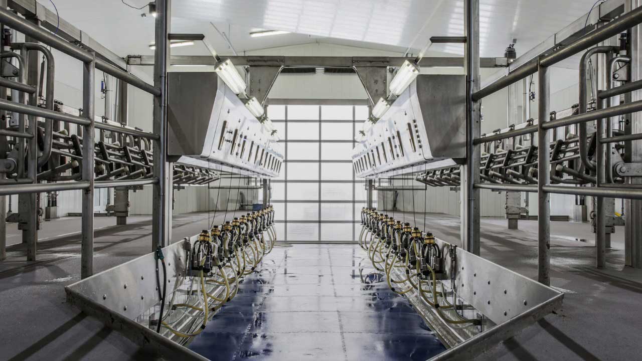 Milking parlor interior showing dual rows of automated milking units, tubing, and stanchions in a modern dairy facility.