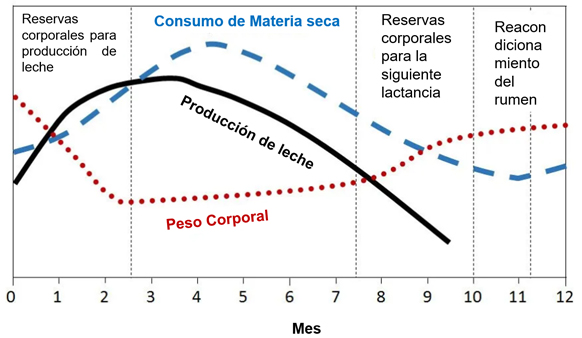 Cambios en el peso corporal, el consumo de materia seca y la producción de leche durante una sola lactancia.