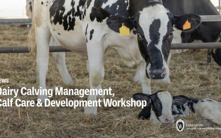 Dairy Calving Management, Calf Care & Development Workshop