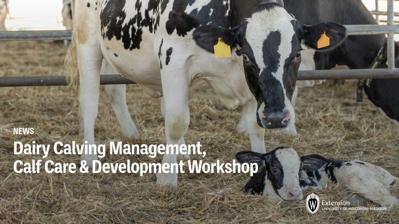 A dairy cow nuzzles her newborn calf lying in straw bedding inside a barn, with text overlay reading "Dairy Calving Management, Calf Care & Development Workshop" from UW-Madison Extension.