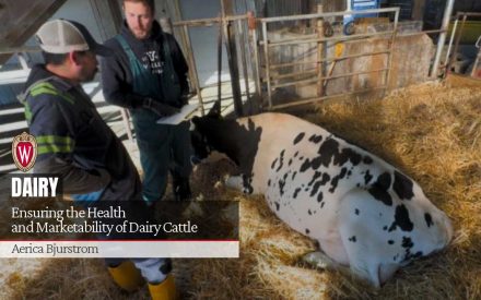 Ensuring the Health and Marketability of Dairy Cattle