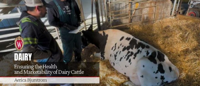 Ensuring the Health and Marketability of Dairy Cattle