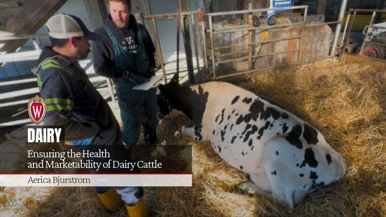 Two people assess a recumbent Holstein cow in a straw-bedded barn stall, from "Ensuring the Health and Marketability of Dairy Cattle" by Aerica Bjurstrom.