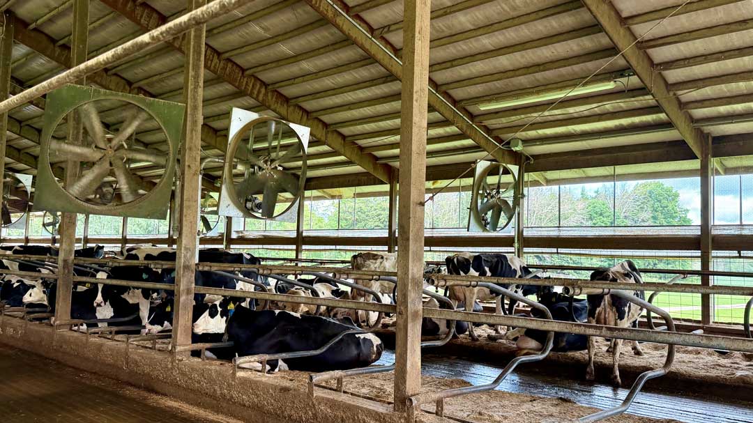 Holstein cows resting in a barn with large industrial cooling fans under a metal roof.