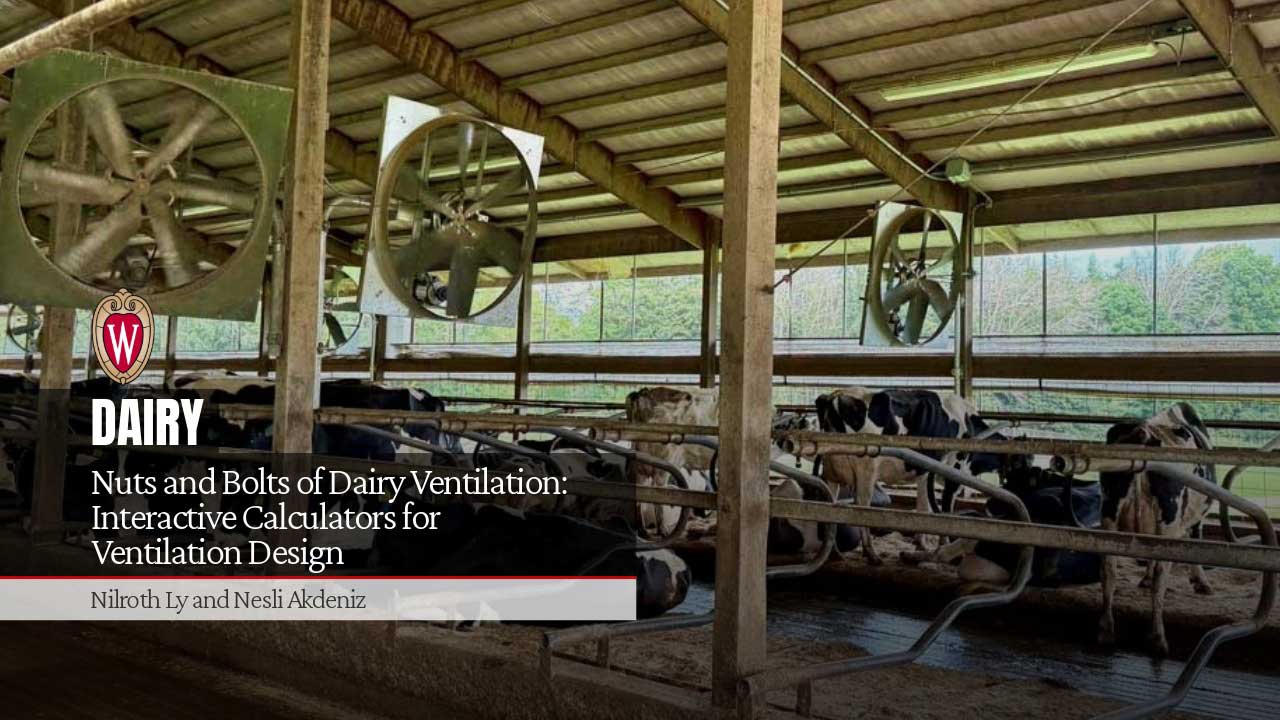 Dairy barn interior with large exhaust fans and Holstein cows in stalls. "Nuts and Bolts of Dairy Ventilation: Interactive Calculators for Ventilation Design" by Nilroth Ly and Nesli Akdeniz.