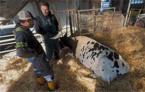 Two people consult over a recumbent Holstein cow in a straw-bedded barn stall.