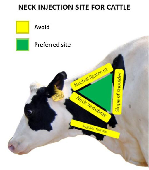Cattle neck injection site diagram showing green preferred triangle zone above jugular furrow, below nuchal ligament, and medial to shoulder slope.