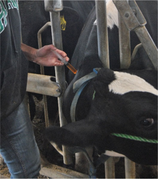 A farmer properly places a syringe behind a restrained cow's head.