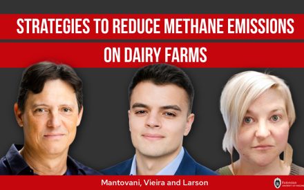 Strategies to Reduce Methane Emissions on Dairy Farms [Video] ▶️